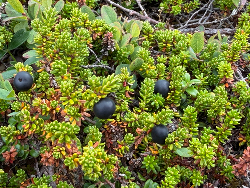 black crowberry