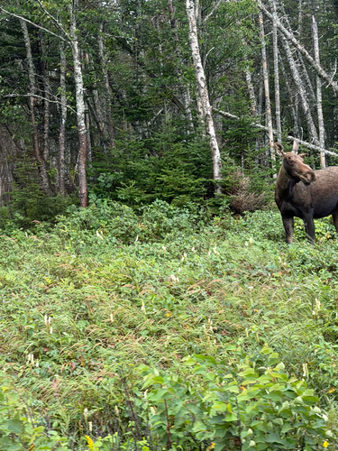Moose