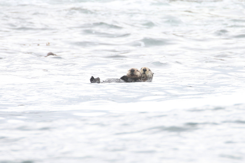 Northern Sea Otter