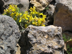 Genista albida