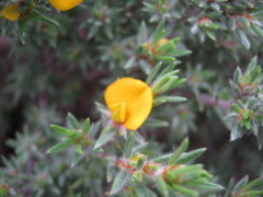 Pultenaea tenuifolia