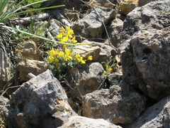 Genista albida