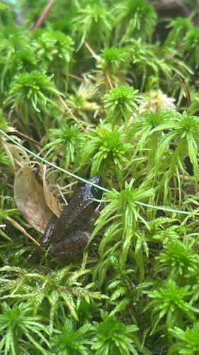 Wood Frog observed by sydneypursel
