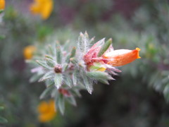 Pultenaea tenuifolia