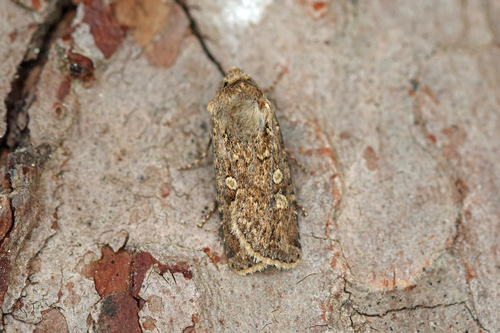 Coast Dart, photo 4 of 10
