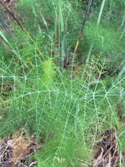 Foeniculum