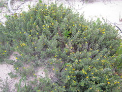 Pultenaea tenuifolia
