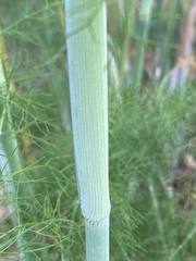 Foeniculum