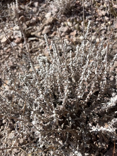 Eriophyllum confertiflorum, 2026-09-01