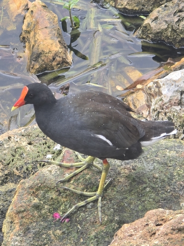 Common Gallinule observed by flgirl09