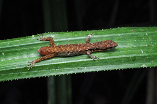 Saproscincus basiliscus, 2026-08-28