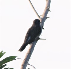 Cacomantis passerinus