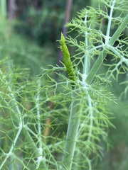 Foeniculum