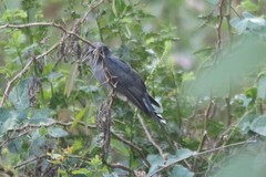 Cacomantis passerinus