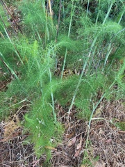 Foeniculum