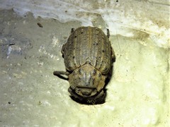 Omorgus suberosus