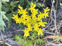 Sedum sarmentosum