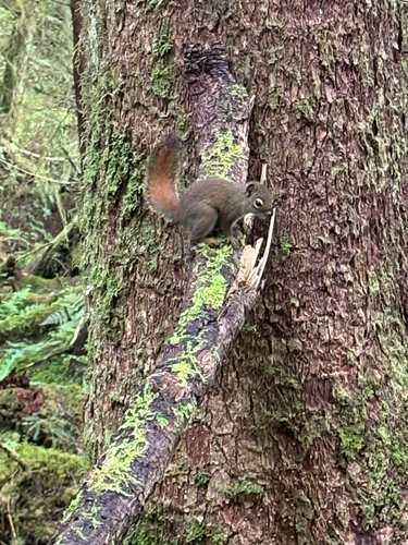 American Red Squirrel observed by awpiston