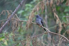 Cacomantis passerinus