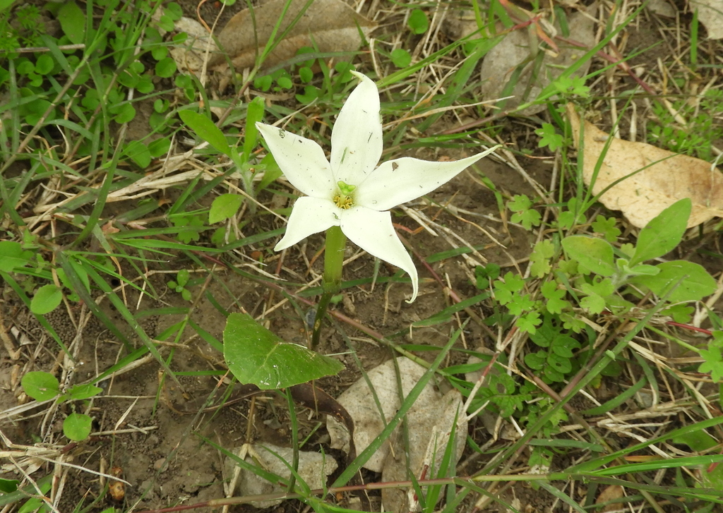 Jaborosa integrifolia; photograph (c) Pablo H Capovilla, some rights reserved (CC BY)