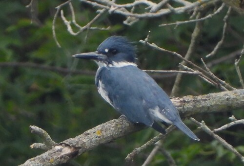 Belted Kingfisher observed by jemredwood