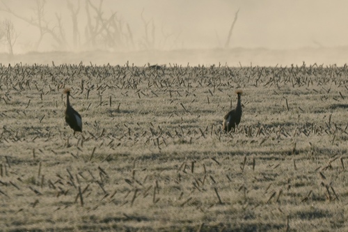 iNaturalist image