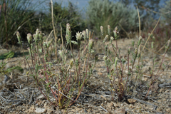 Chaenactis macrantha