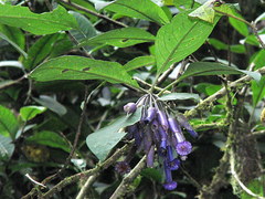 Iochroma calycinum
