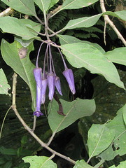 Iochroma calycinum