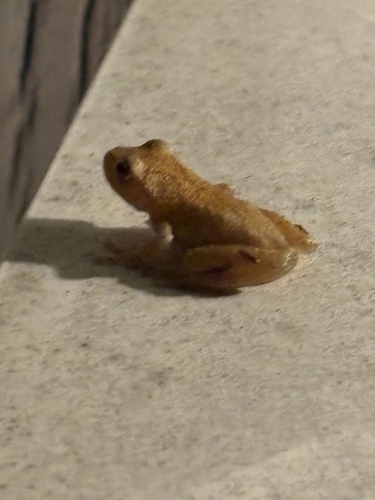 Spring Peeper observed by robertkhay