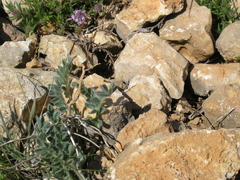 Astragalus rupifragus