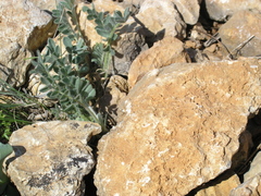 Astragalus rupifragus