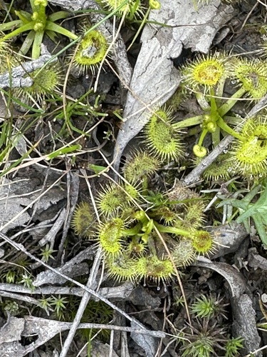 Drosera gunniana