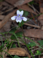 Viola hederacea, photograph (c) Paul Whitington, some rights reserved (CC BY)