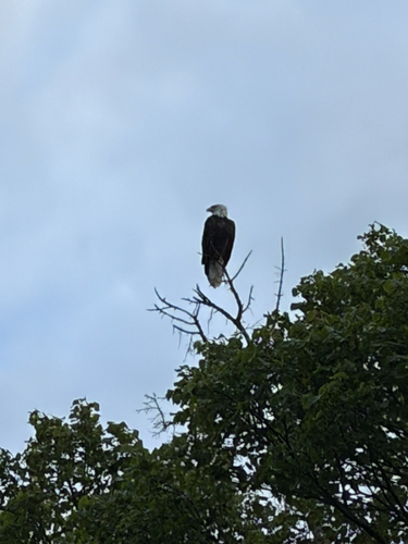 Bald Eagle observed by mrspalsgraf