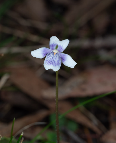 Viola hederacea, photograph 5