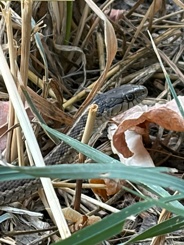 Western Terrestrial Garter Snake observed by monypony