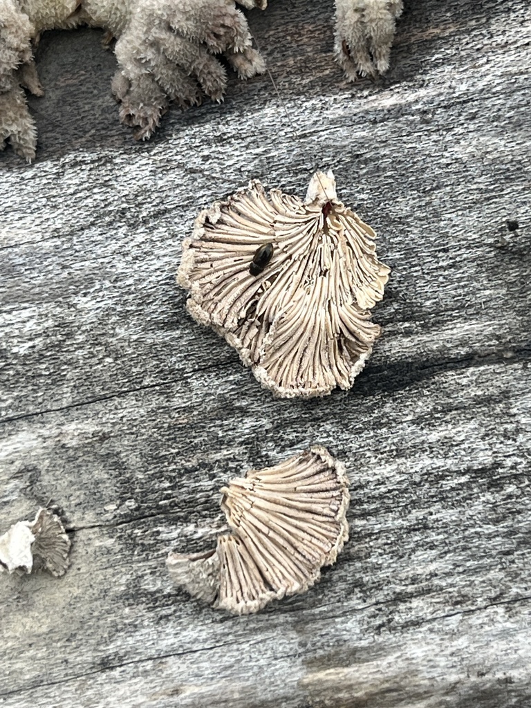 splitgill mushroom · August 2026 · photo: Photo: no rights reserved · iNaturalist
