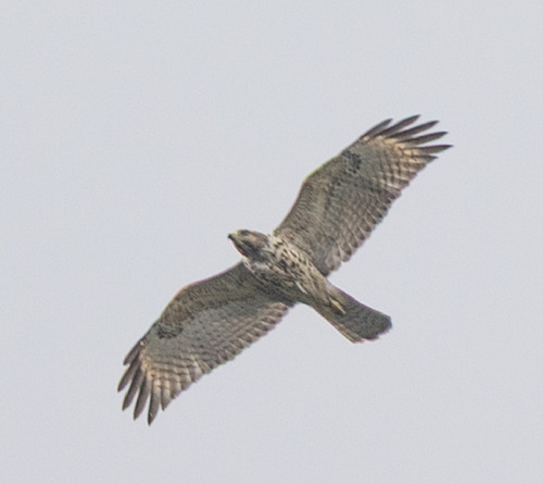 Red-shouldered Hawk observed by tomas_kay