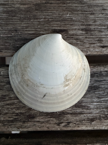 Dosinia discus observed 2026-09-01