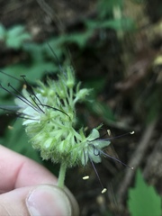 Hydrophyllum tenuipes