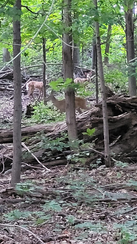 White-tailed Deer observed by that_micicle