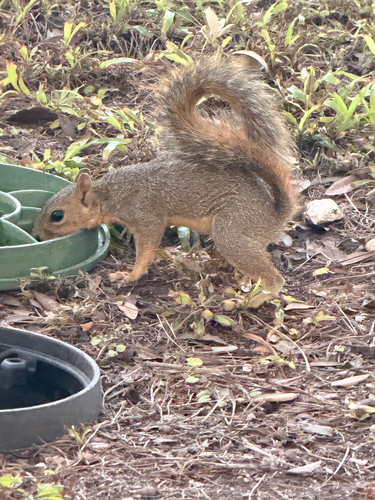 Eastern Fox Squirrel observed by jackedfoskett