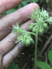 Hydrophyllum tenuipes