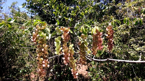 Dioscorea bemarivensis image