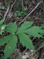 Hydrophyllum tenuipes