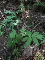 Hydrophyllum tenuipes