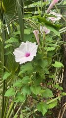 Ipomoea macrorhiza