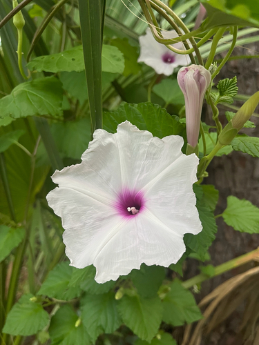 Ipomoea macrorhiza, photograph 2