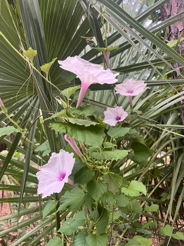 Ipomoea macrorhiza, photograph 3